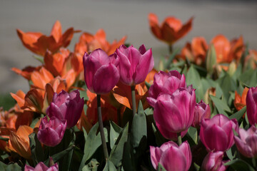 pink tulips
