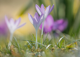 Krokusse im Sonnenschein