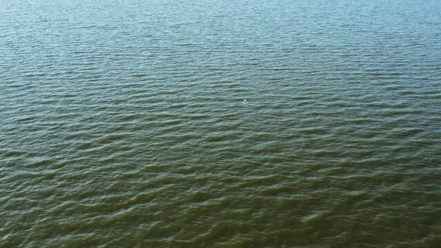 Drone shot of seagull flying above the lagoon. 4K 25fps