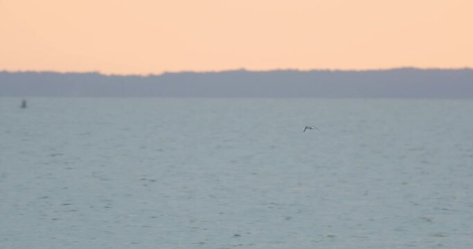 Bird flying in the Curonian Lagoon. Lithuania. Slowmotion 4K DCI 100 fps