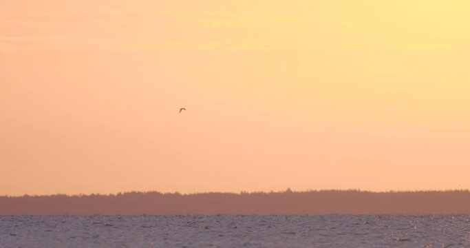 Sunrise in the Curonian lagoon with birds flying in the sky. Lithuania. Slowmotion 4K DCI 100 fps