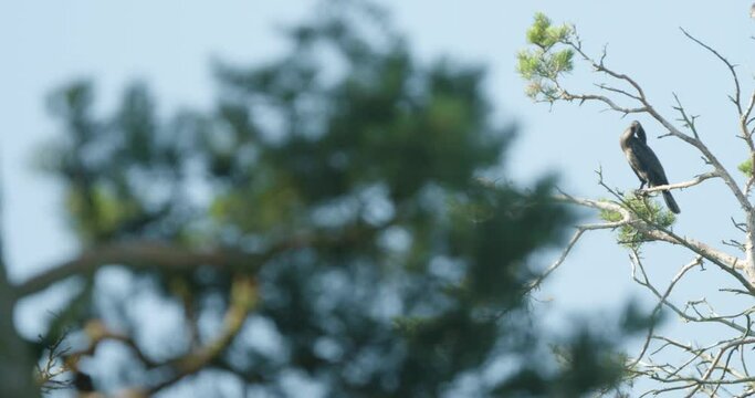 Great Cormorant standing on a tree branch. Slowmotion 4K DCI 100 fps.mp4