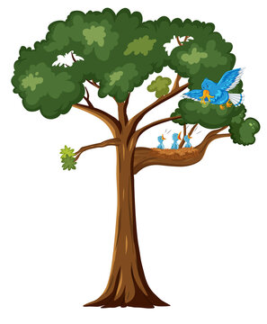 Blue bird and chicks on the tree