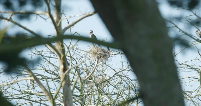 Cormorant standing on a nest. View trhough the trees. Slowmotion 4K DCI 100 fps.mp4