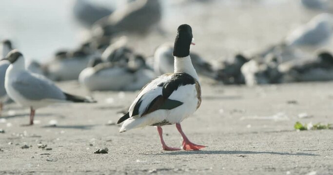 Cave duck in the Curonian Lagoon. Curonian spit. Lithuania. Slowmotion 4K DCI 100 fps