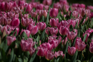 pink tulips in the garden
