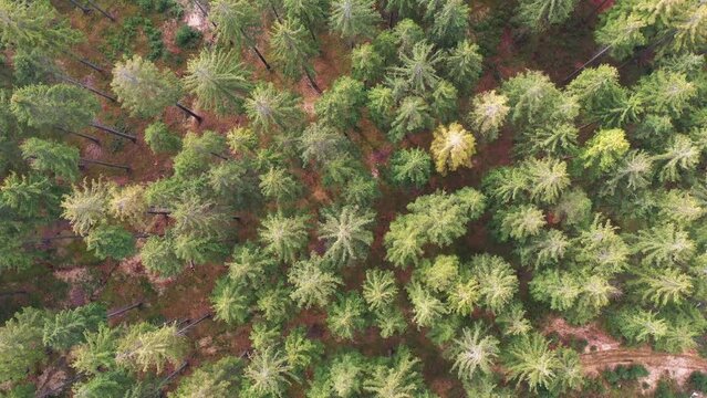 Aerial top down view of fall forest with spruce and pine trees in Silesian Beskid. Istebna, Poland.
