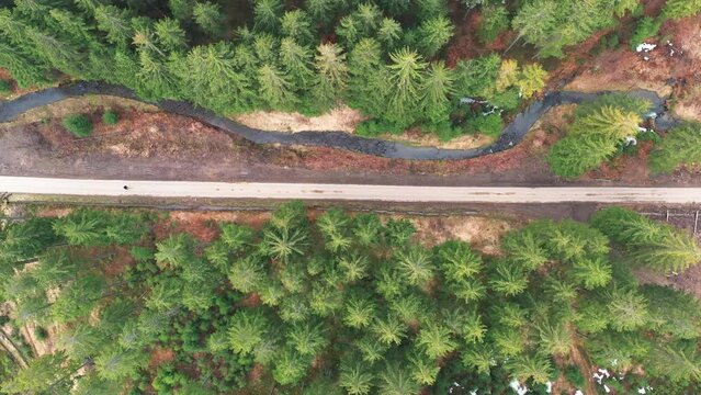 Aerial top down view of fall forest with spruce and pine trees, a forest path and a water stream in Silesian Beskid. Istebna, Poland.