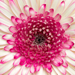 A pale white and violet gerbera daisy flower top view close-up