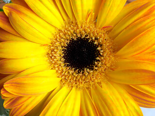 A vivid yellow gerber daisy flower top view close-up