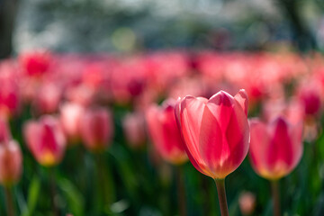 チューリップ　　tulips　　
 花　　　　flowers