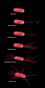 Flagella arrangement in bacteria, illustration