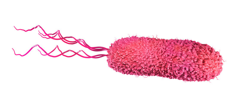 Lophotrichous flagella arrangement, illustration