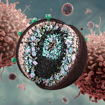 HIV structure, illustration