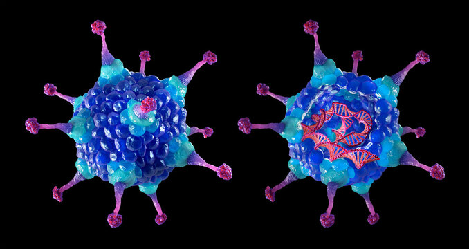 Adenovirus structure, illustration