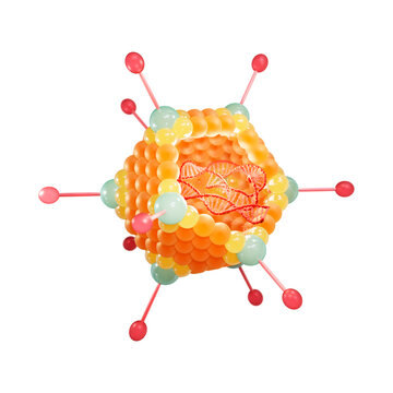 Adenovirus structure, illustration