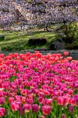チューリップ　　tulips　　桜　
 花　　　　flowers