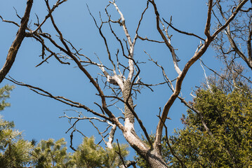 Old tree trunk against blue sky
