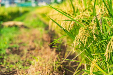 収穫間際の稲穂