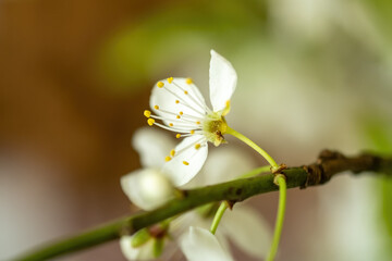 Wonderful flower branch close-up