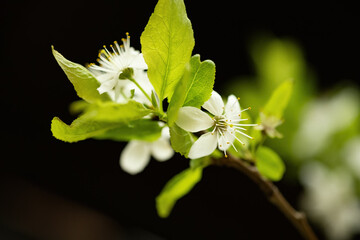 Wonderful flower branch close-up