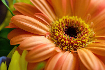 Close-up of beautiful spring flowers