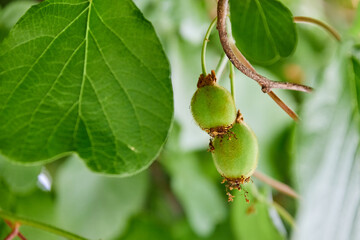 Powerbank charges the phone on the beach on a tourist backpack