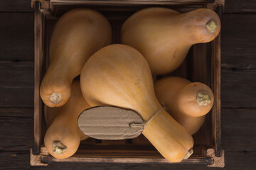 Harvest young fresh pumpkins