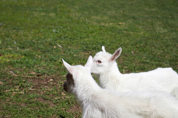 Naklejka na ściany i meble White goats in a meadow of a goat farm. White goats. Lovely white baby goat running on grass. White baby goat sniffing green grass outside at an animal sanctuary.