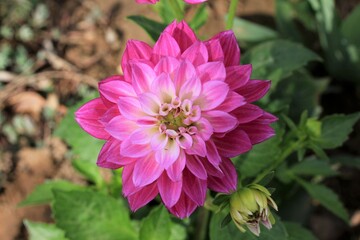 An overhead photo of a pink dahlia. asteraceae