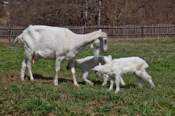 White goats in a meadow of a goat farm. White goats. Lovely white baby goat running on grass. White baby goat sniffing green grass outside at an animal sanctuary.