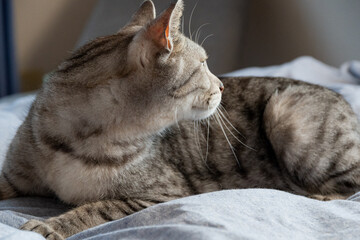 見つめる猫　サバトラ猫