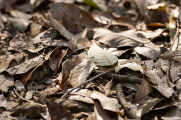 落ち葉