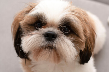 Naklejka na ściany i meble Animal, beautiful dog breed Shih Tzu close-up.