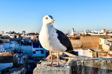 seagull on post, photo as background