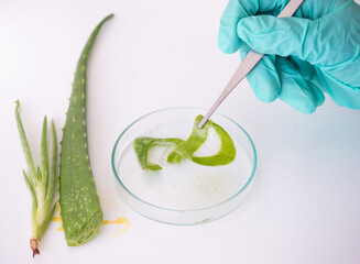 The scientist's hand grips the forceps clamp aloe vera. Herb medicine with herbal organic natural in the laboratory.