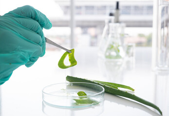 Close up. The scientist's hand grips the forceps clamp aloe vera. Herb medicine with herbal organic natural in the laboratory.