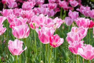 神奈川県横浜市　横浜公園のチューリップ