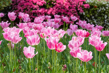 Obraz premium 神奈川県横浜市 横浜公園のチューリップ