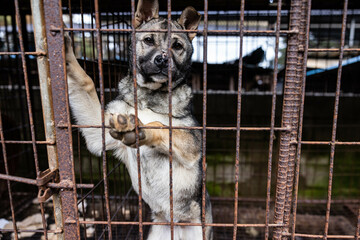 caged sad dog
