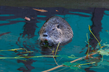 An otter sits in the water and eats tree branches. Muskrat.