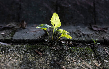 city plant life