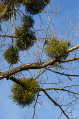 A sick withered tree attacked by mistletoe, viscum. They are woody, obligate hemiparasitic shrubs