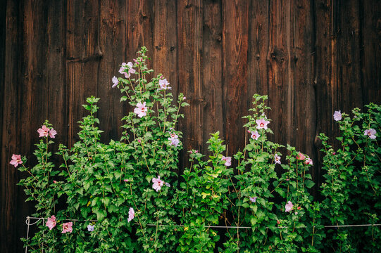 Bauernrose