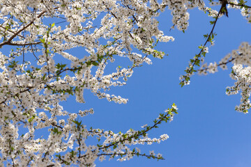Beautiful branches of blossoming cherries. Beautiful abstract spring background.