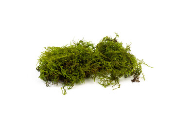 Moss green on white background. Space for text.