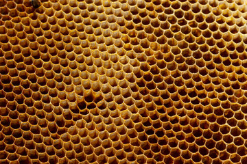 Background texture and pattern of a section of wax honeycomb from a bee hive filled with golden honey in a full frame view