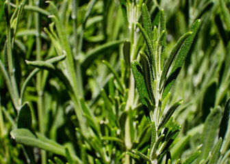 Obraz premium Macro di uno stelo di rosmarino.