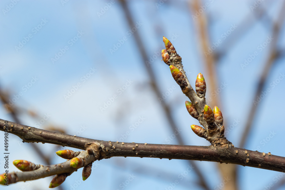 Wall mural budding buds on a tree branch in early spring macro