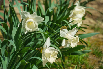 Obraz premium A row of beautiful Trumpet Narcissus Daffodil Mount Hood. Snow-white daffodil flowers on green leaves background. Springtime landscape, fresh wallpaper, nature concept